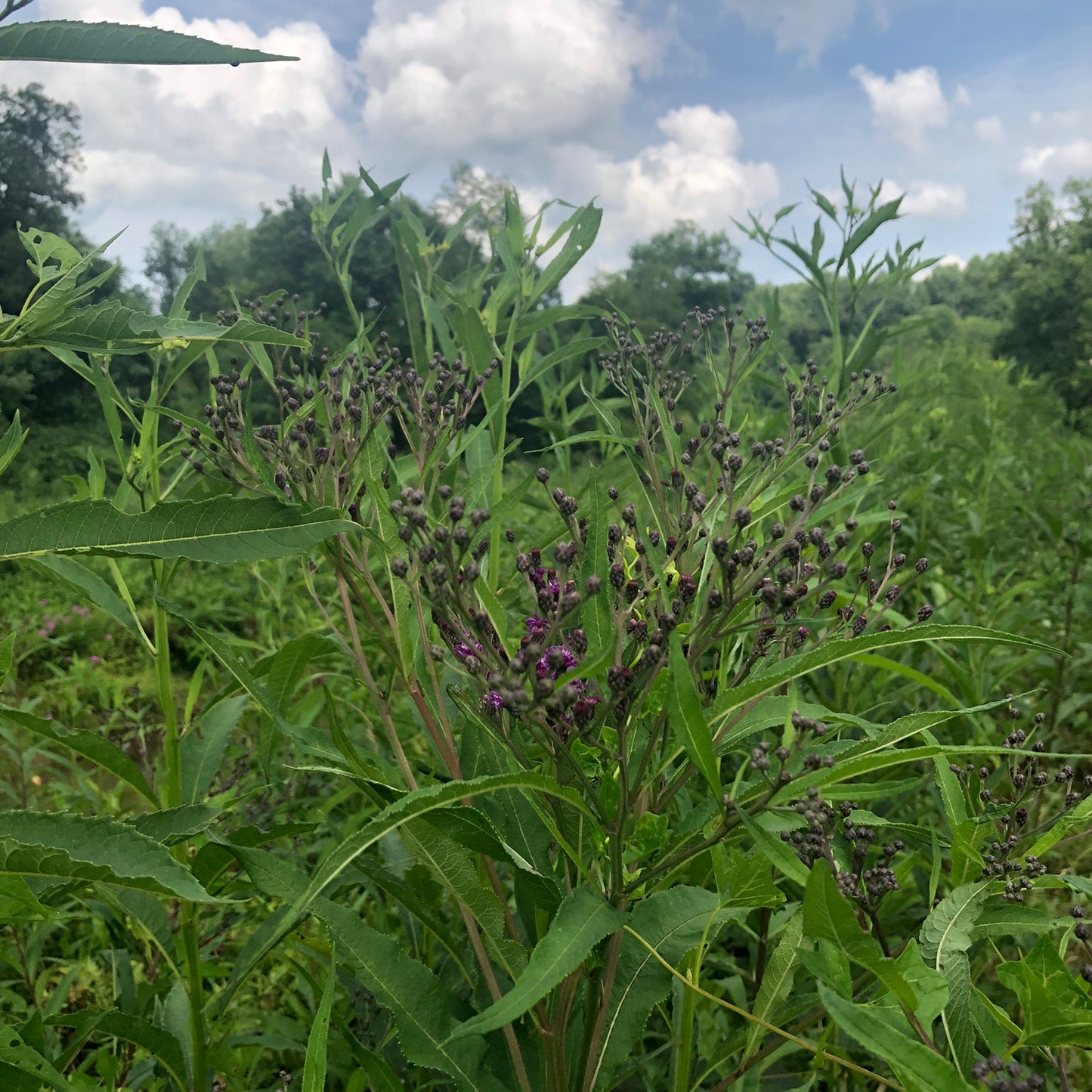 Ironweed (Vernonia fasciculata) Seeds - 1 lb - ORGANIC