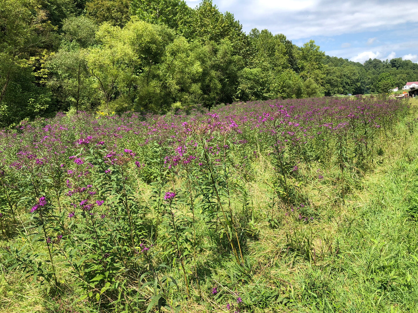 Ironweed (Vernonia fasciculata) Seeds - 1 lb - ORGANIC