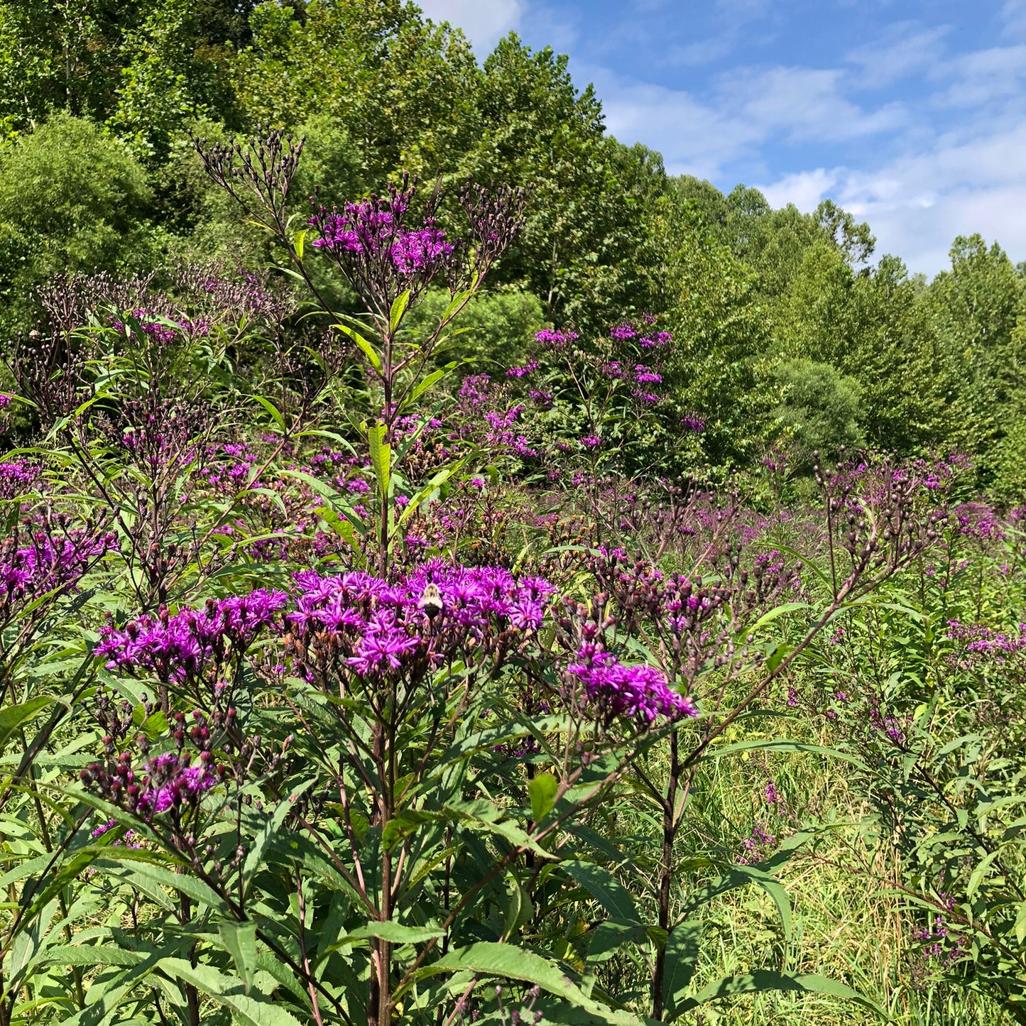 Ironweed (Vernonia fasciculata) Seeds - 1 lb - ORGANIC