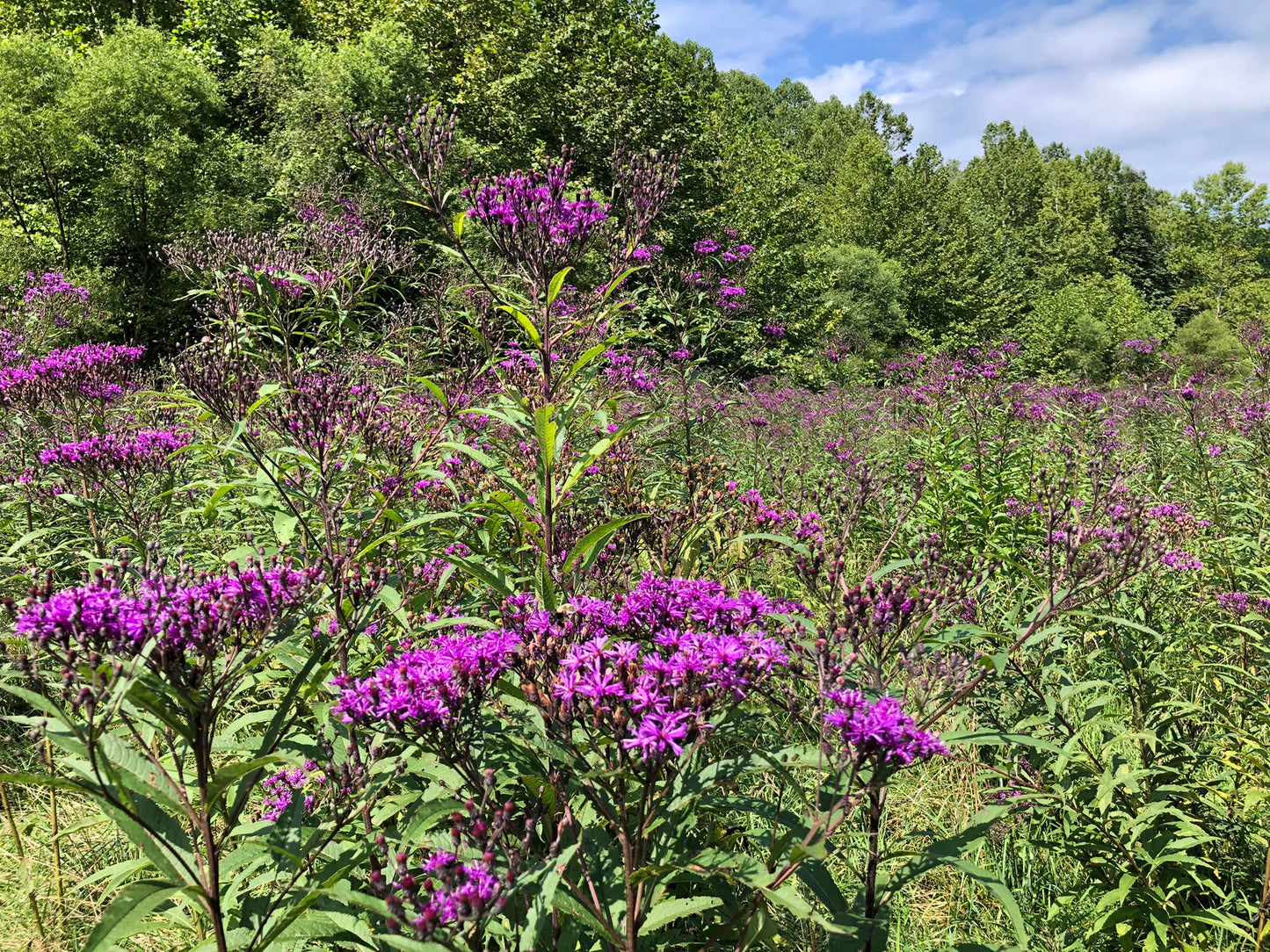 Ironweed (Vernonia fasciculata) Seeds - 1 lb - ORGANIC