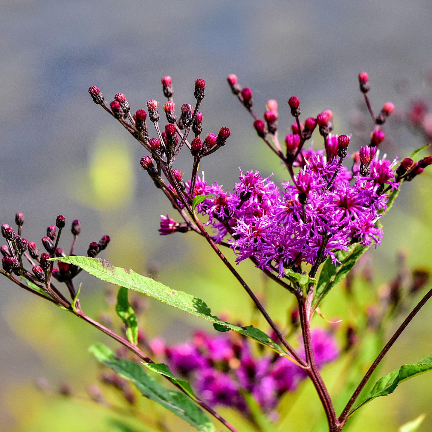 Ironweed (Vernonia fasciculata) Seeds - 1 lb - ORGANIC