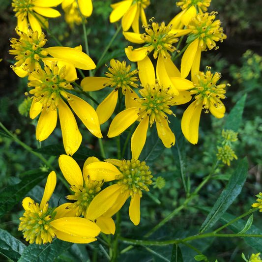 Wingstem (Verbesina alternifolia) Seeds - 1 lb - ORGAnic